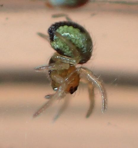 Agalenatea redii